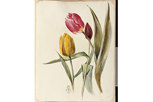 tulip-graphic