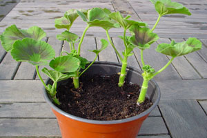 Take-pelargonium-cuttings