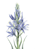 side--blue-flower