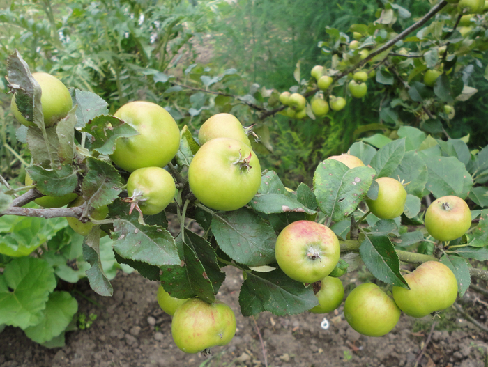 banner-Thin-apples-for-bett#A68D9D