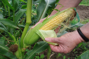 side-Sweetcorn-is-a-great#A68E2A