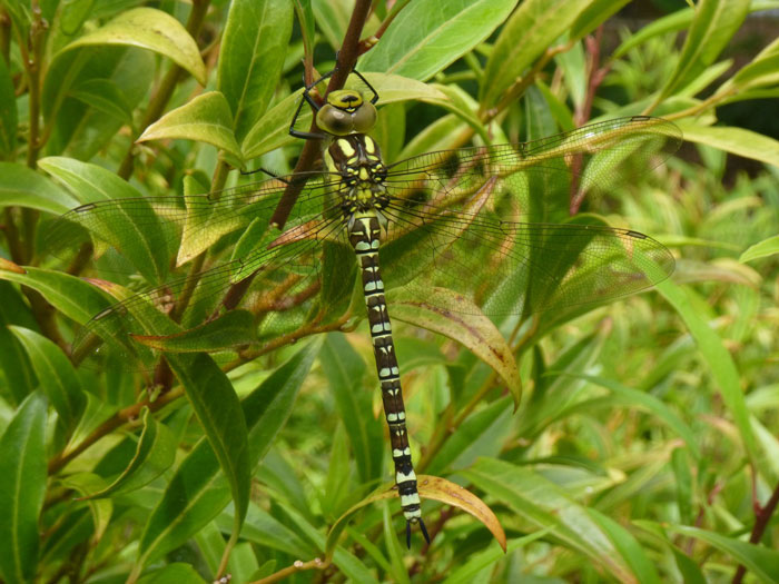 banner-Southern-hawker-dragonfly-K-WILKINSON