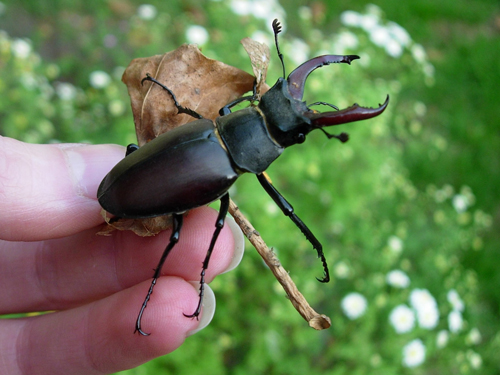 middle-Male-stag-beetle-in-hand---credit-Aimi-MacInnes---300dpi