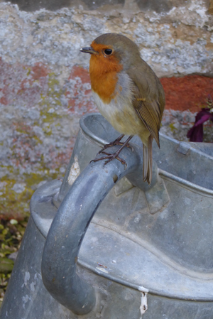 side-robin-on-watering-can-in-the-pickery