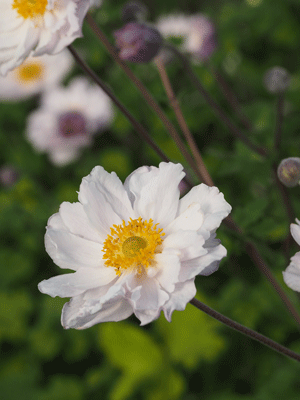 Anemone 'Frilly Knickers